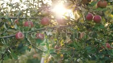 日落时苹果在树上